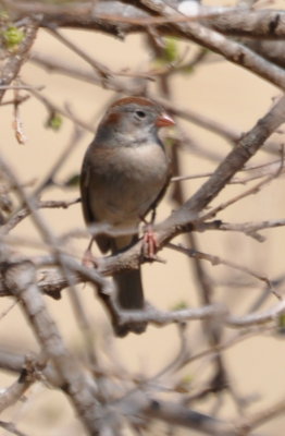 DSC_0579b.JPG