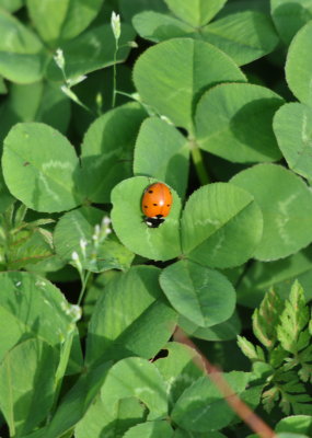 Seven-spot Ladybug beetle on clover