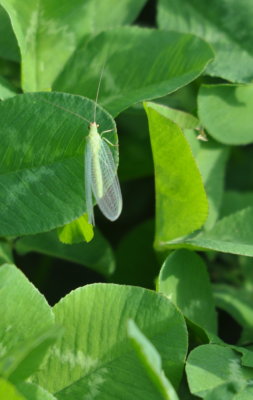 Lacewing on clover