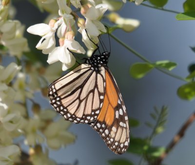 Monarch butterfly on locust blossoms