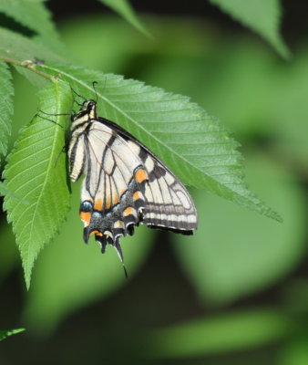 Another swallowtail butterfly, with wings folded
