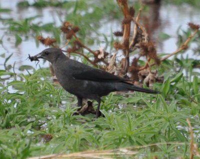 DSC_3264b.JPG