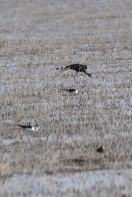 DSC_3346b.JPG