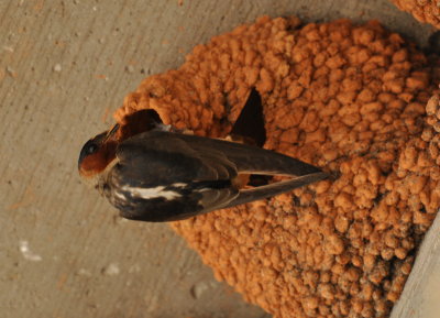 DSC_0829b.JPG