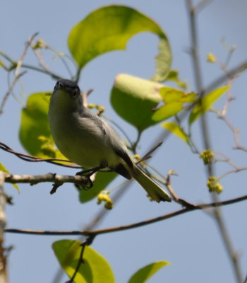 DSC_0397b.JPG