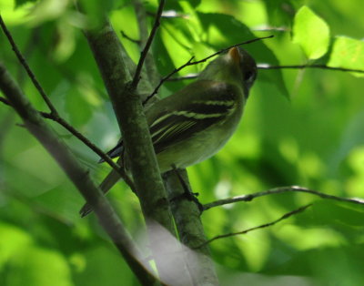 DSC_0429b.JPG