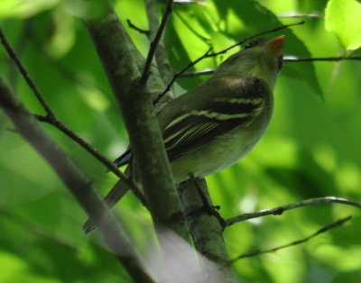 DSC_0431b.JPG