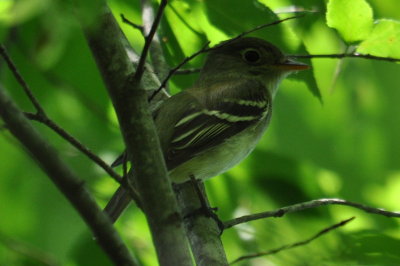 DSC_0438b.JPG