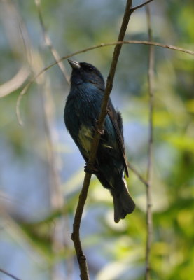 DSC_0130b.JPG