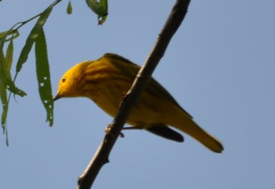 DSC_0157b.JPG