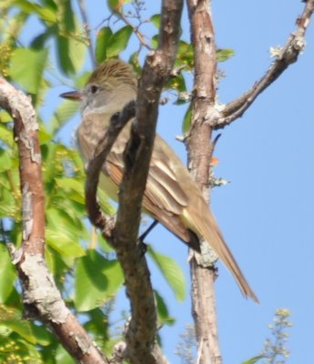 DSC_0267b.JPG