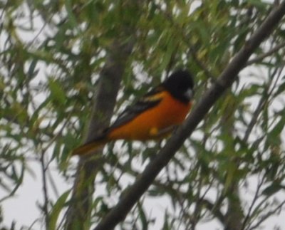 DSC_0657b.JPG