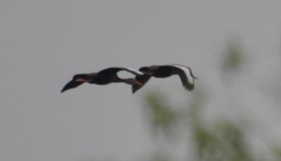 DSC_0715b.JPG
