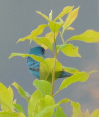 DSC_0103b.JPG