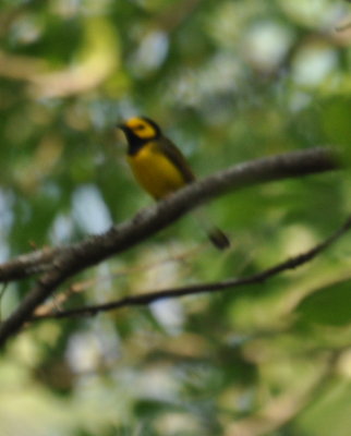DSC_0165b.JPG