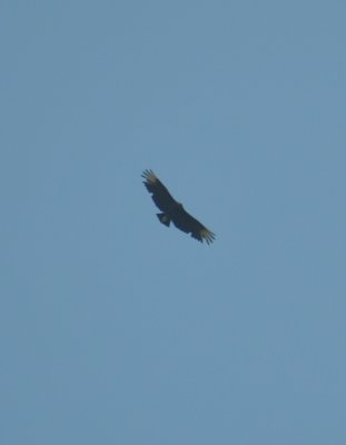 DSC_0177b.JPG