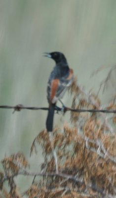 DSC_0255b.JPG