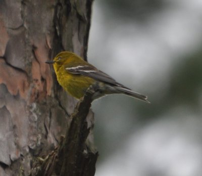 DSC_0213b.JPG