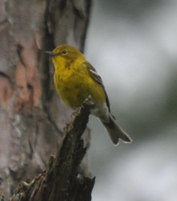 DSC_0216b.JPG
