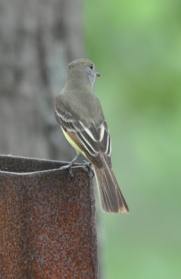 DSC_0319b.JPG
