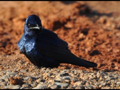 Lake Hefner, April 20, 2012
