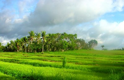 Irrigated Rice Field Philippines