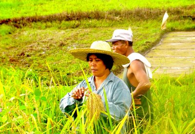Harvesting Upland Rice