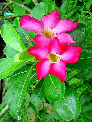 Philippine flower