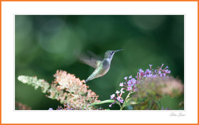 hummingbird