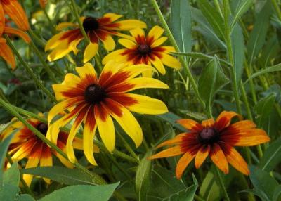 blackeyesusan