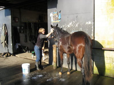 Jeanette giving a horse his after exercise bath