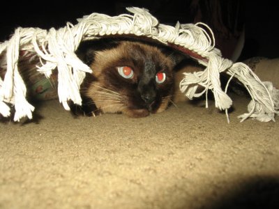 Scarlett hiding under the rug