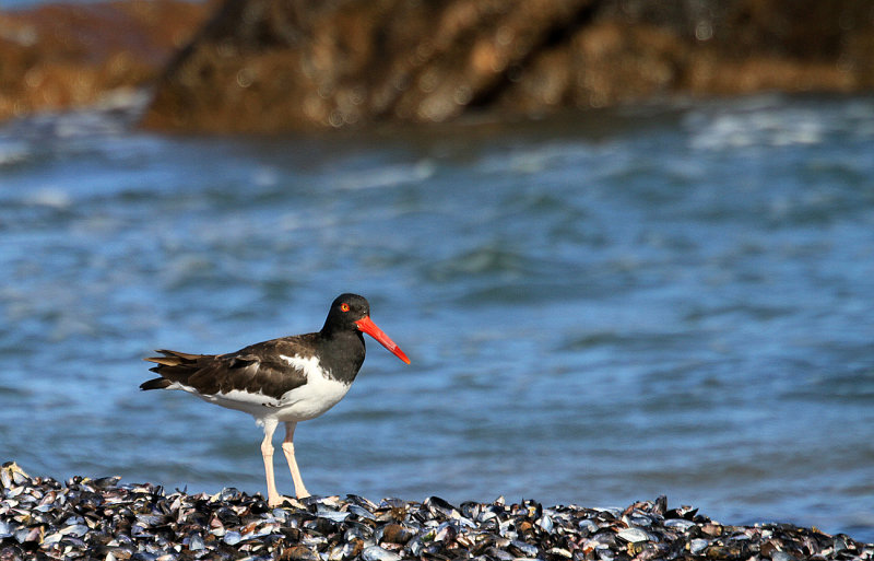 American Oyster Catcher