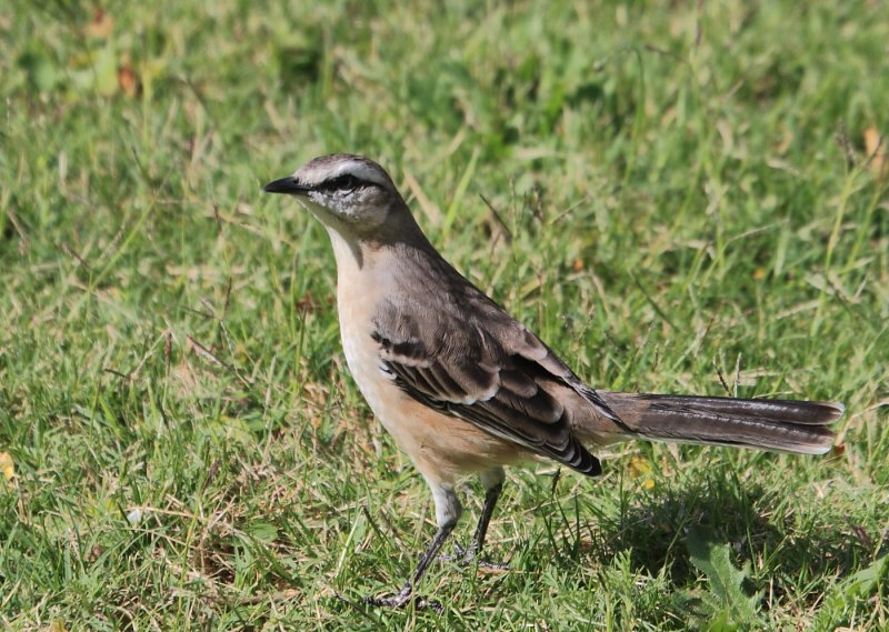 Mockingbird