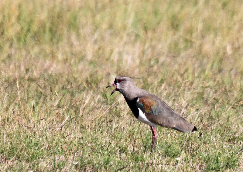 IMG_3734natbird.jpg