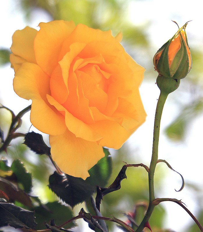 Yellow Rose