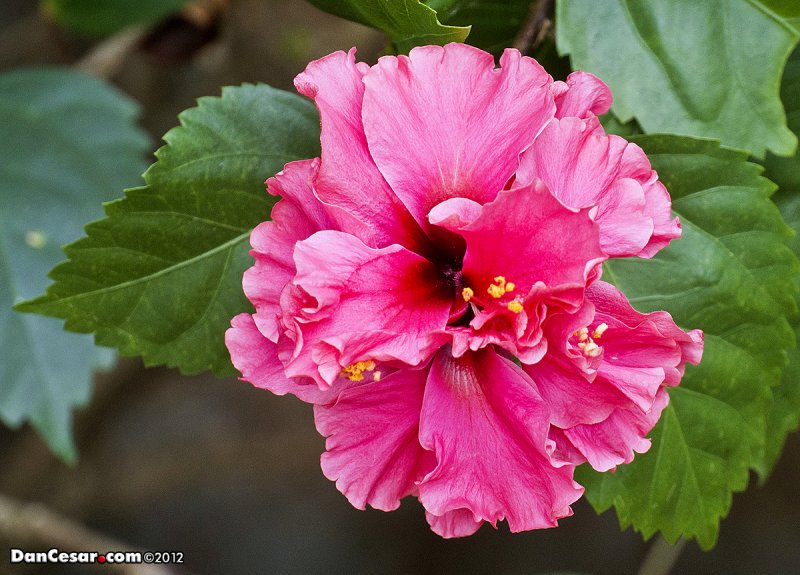 DSC_2535hibiscus copy.jpg