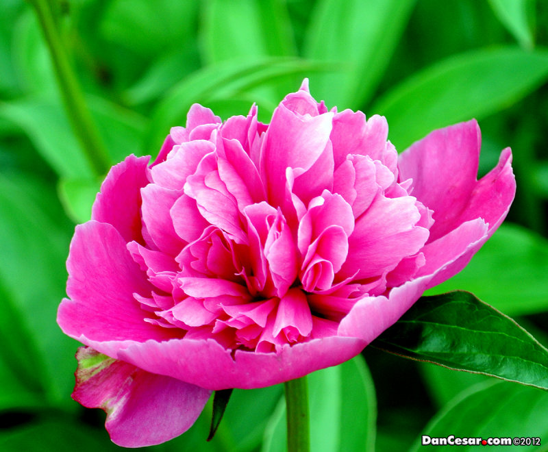 Pink Peony