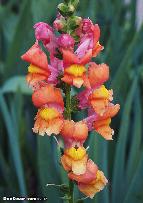 Rays Flowers