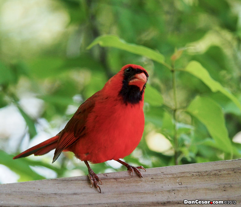 Male Cardinal