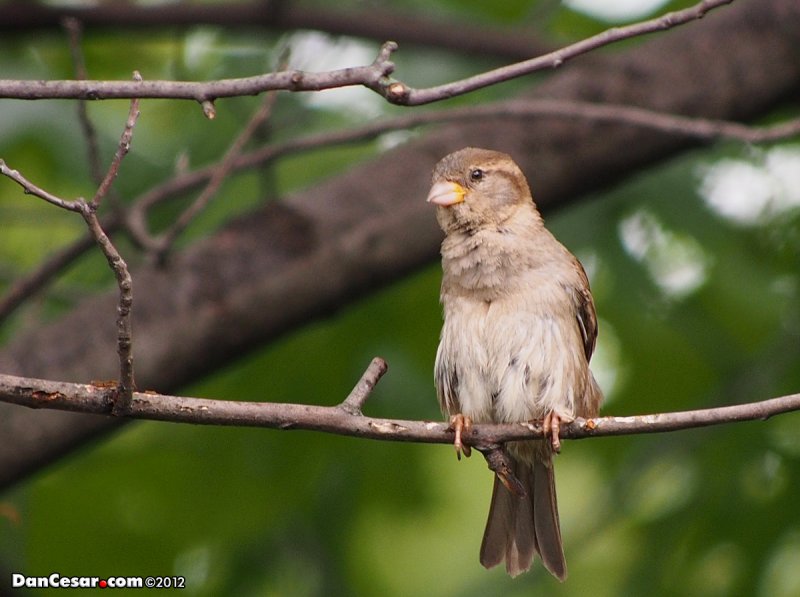 Young Bird