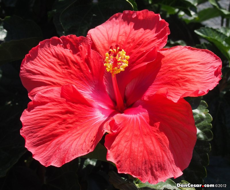 Hibiscus