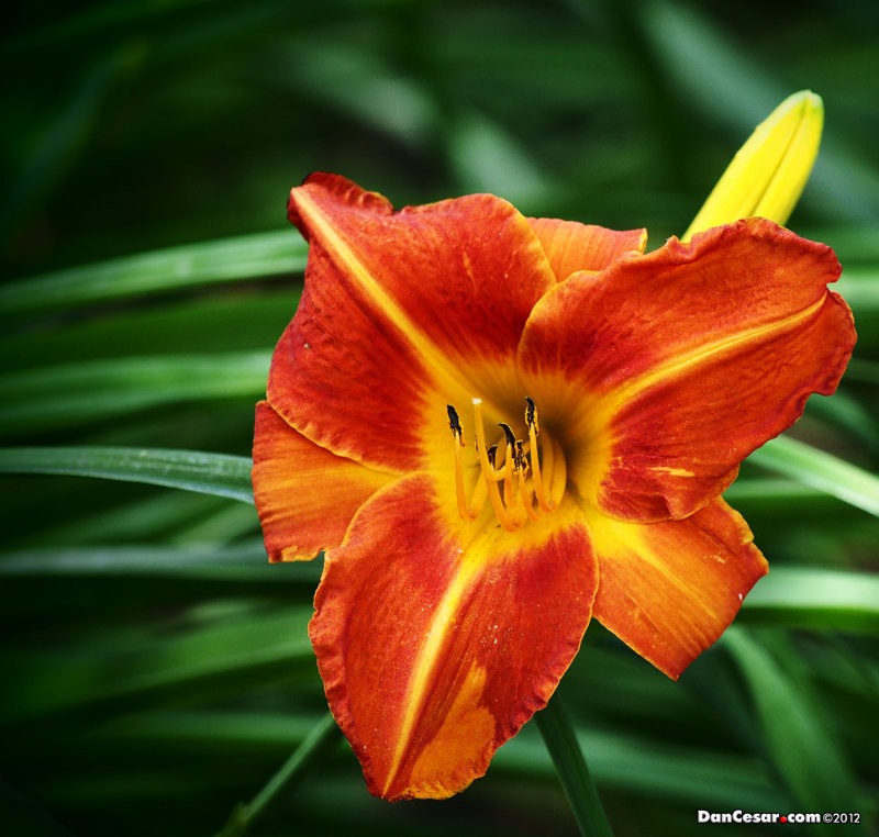 The Beauty Of Flowers
