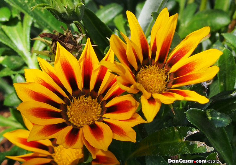 The Beauty of Flowers