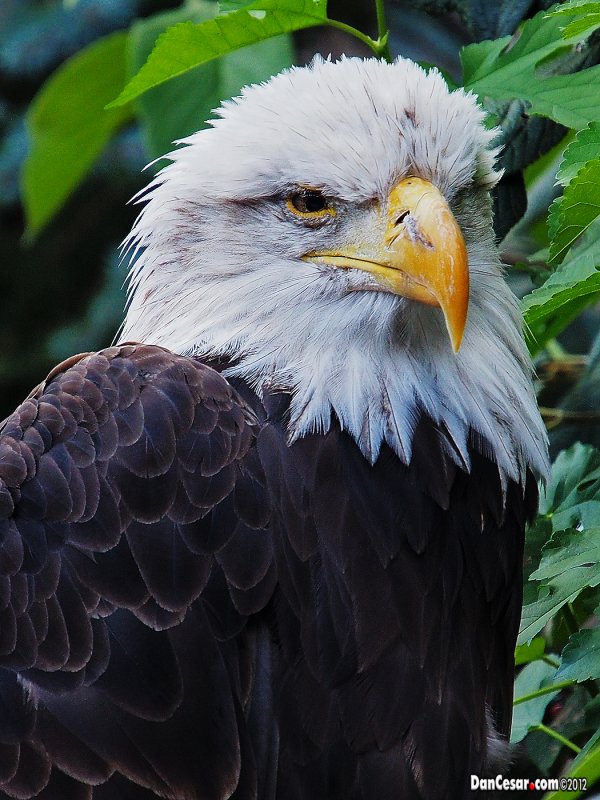 American Bald Eagle