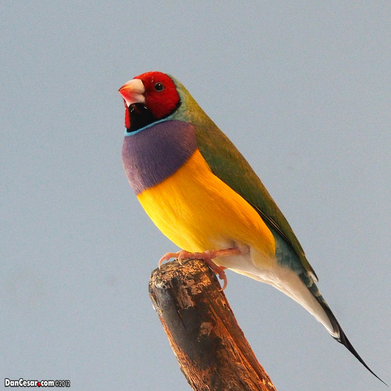 National Aviary