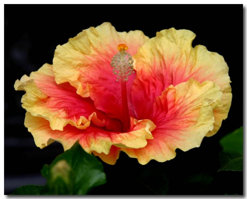 Hibiscus
