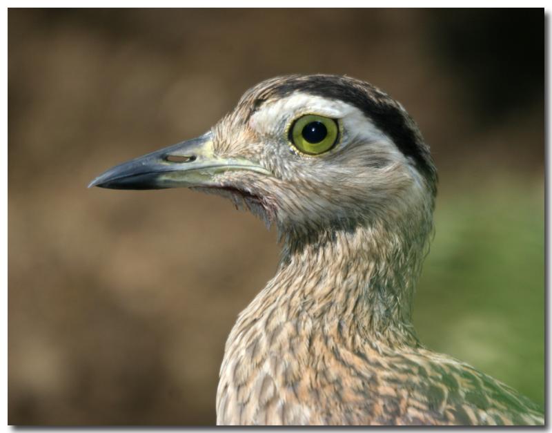 Grebe