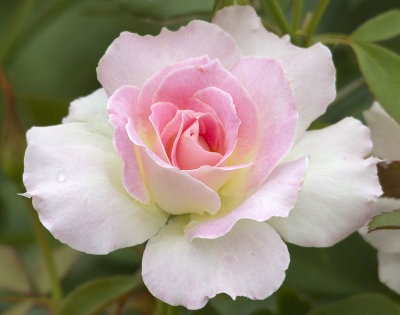 IMG_5507RosES.jpg