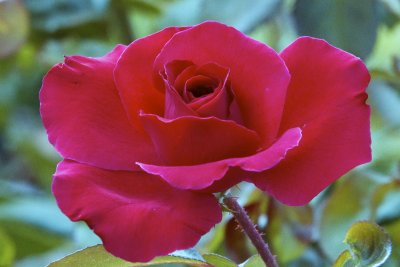 IMG_9161RedRose.jpg